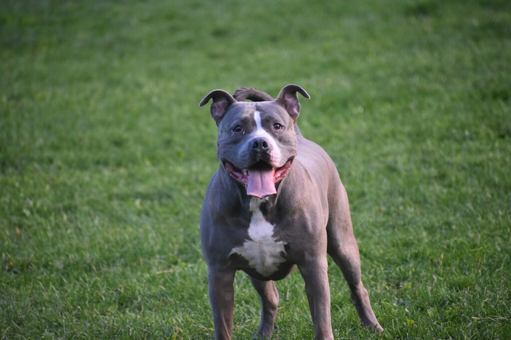 dog, americanbully, pitbull