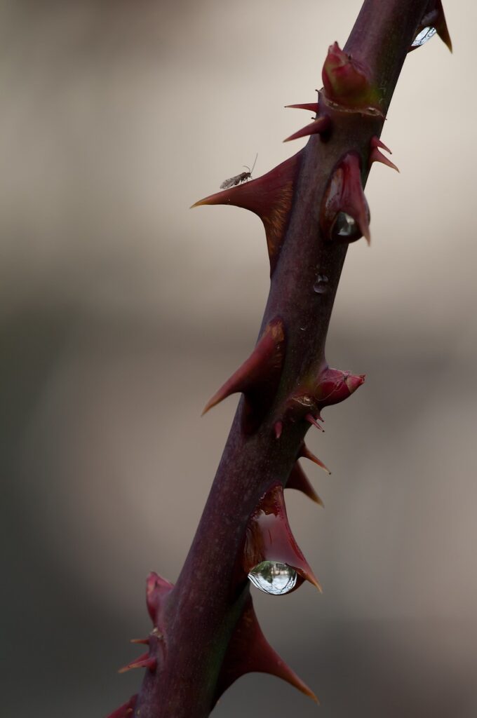 thorns, winter, roses